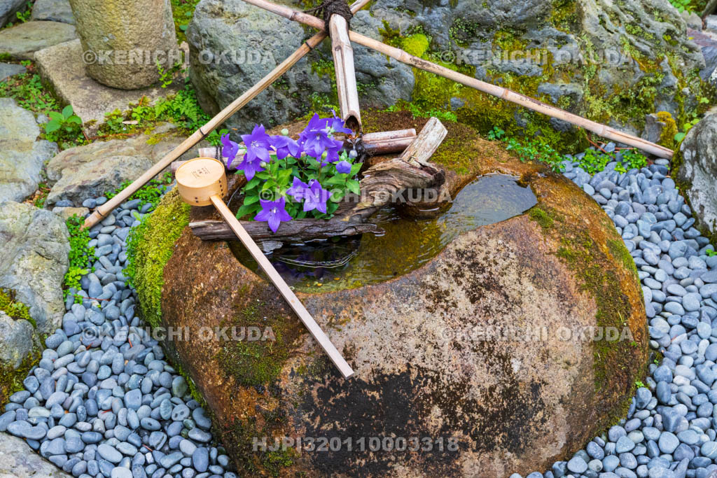 京都府　正寿院　花手水（キキョウ）