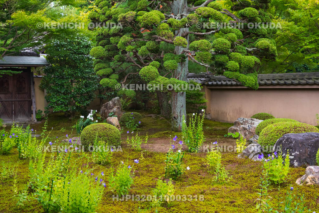 京都府　東福寺塔頭　天得院　桔梗咲く庭園