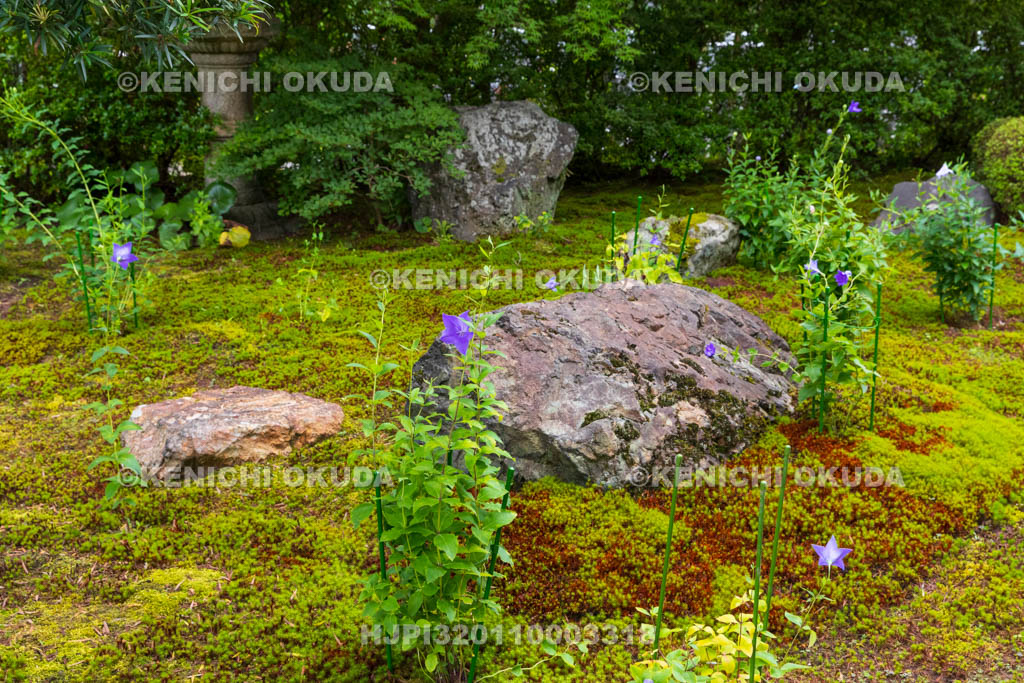 京都府 東福寺塔頭 天得院 桔梗咲く庭園