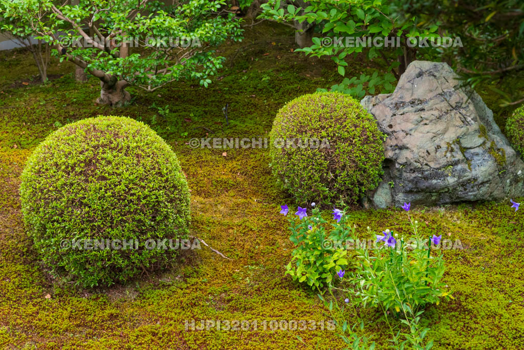 京都府　東福寺塔頭　天得院　桔梗咲く庭園