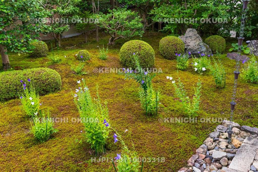 京都府　東福寺塔頭　天得院　桔梗咲く庭園