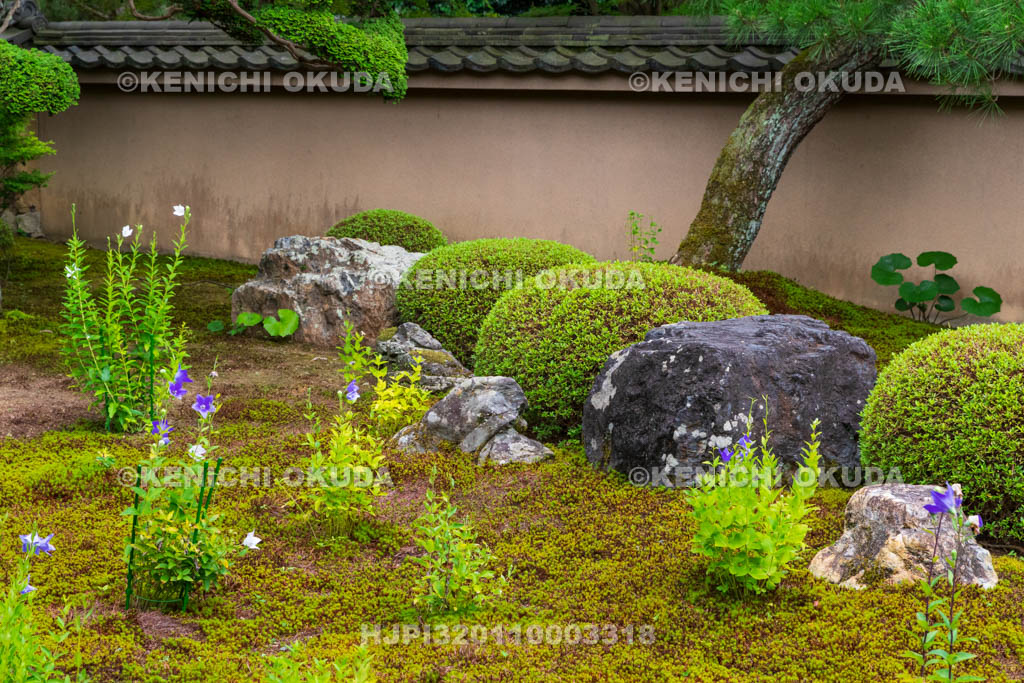 京都府　東福寺塔頭　天得院　桔梗咲く庭園