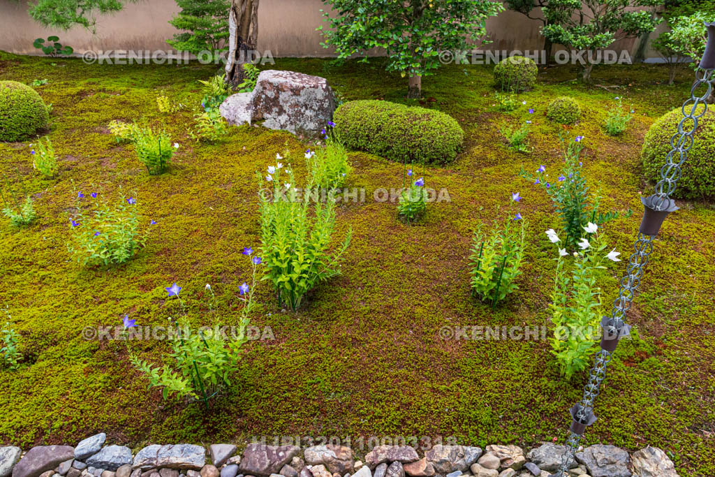 京都府　東福寺塔頭　天得院　桔梗咲く庭園
