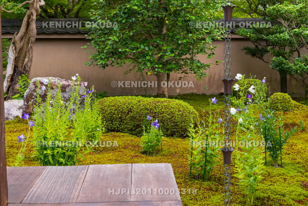 京都府　東福寺塔頭　天得院　桔梗咲く庭園