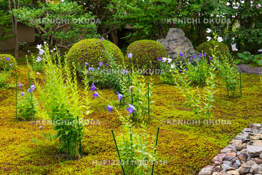 京都府 東福寺塔頭 天得院 桔梗咲く庭園