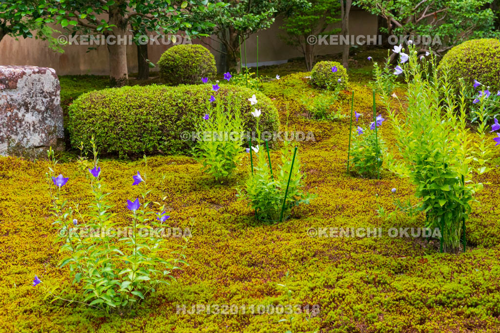 京都府　東福寺塔頭　天得院　桔梗咲く庭園