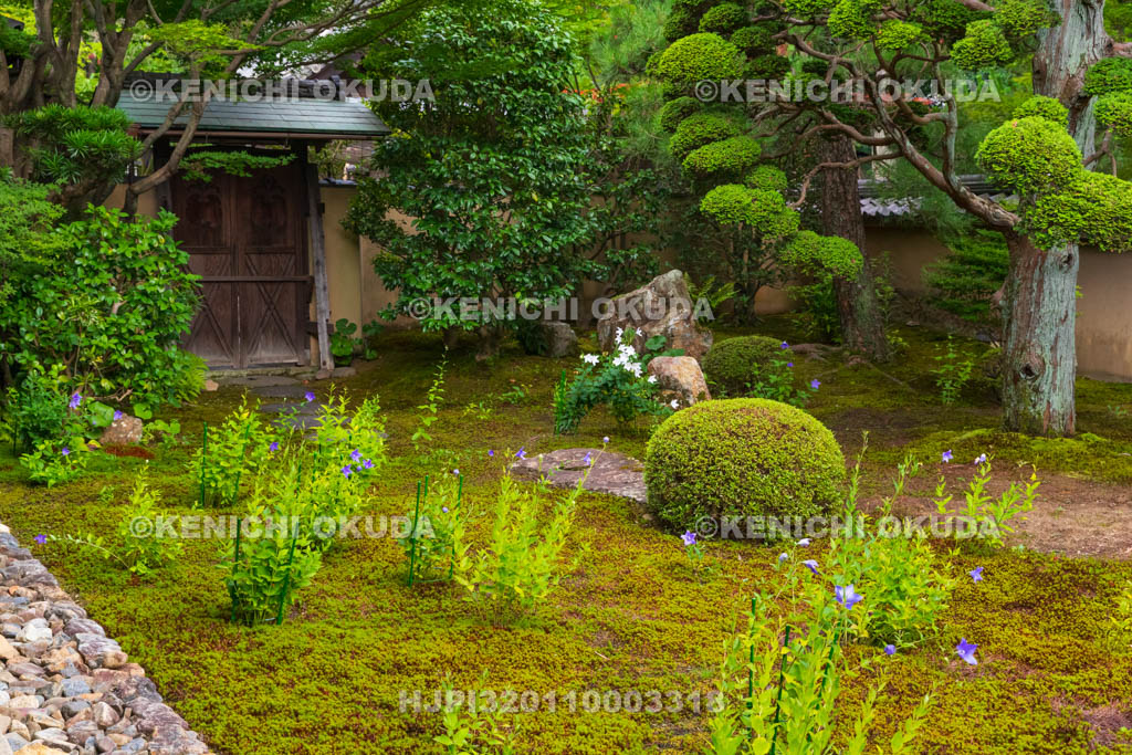 京都府 東福寺塔頭 天得院 桔梗咲く庭園