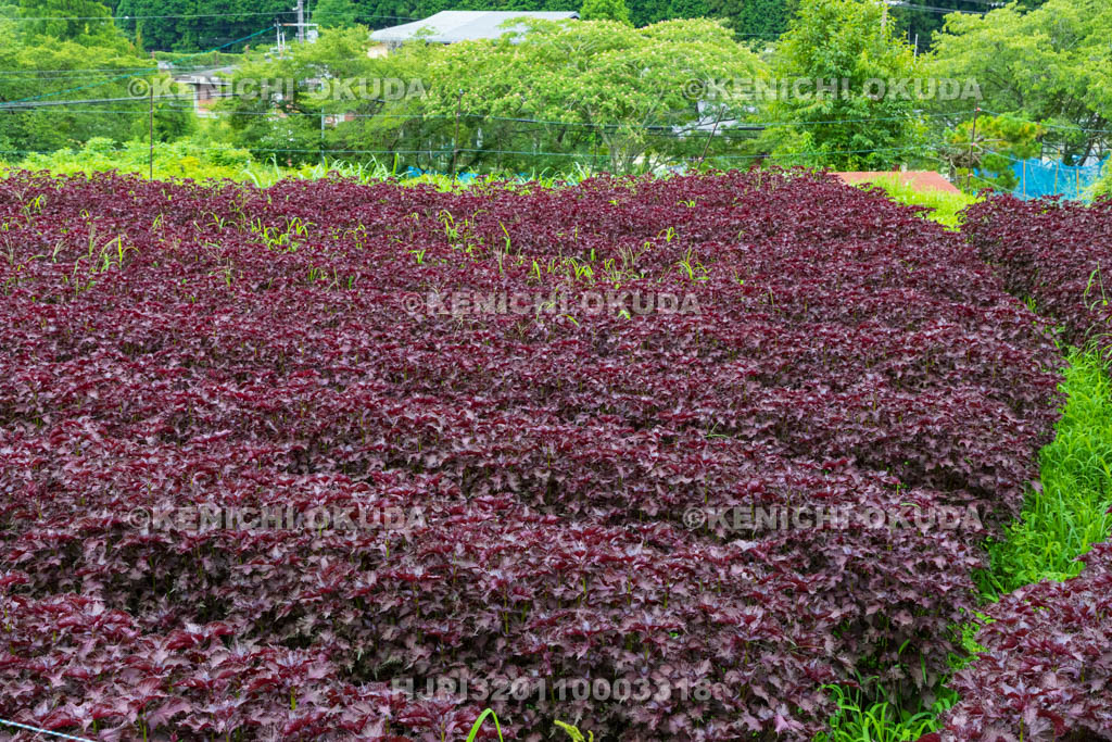 京都府　大原の里　しそ畑