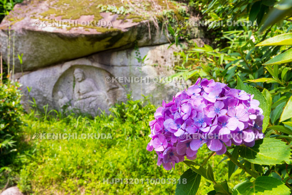 京都府　当尾の里　わらい仏（岩船阿弥陀三尊磨崖仏）とアジサイ