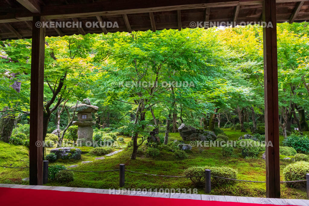 京都府　圓光寺　本堂から望む新緑の十牛之庭