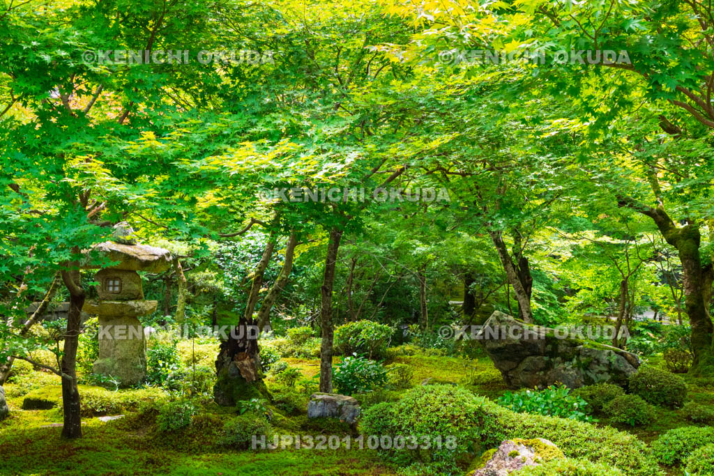 京都府　圓光寺　新緑の十牛之庭