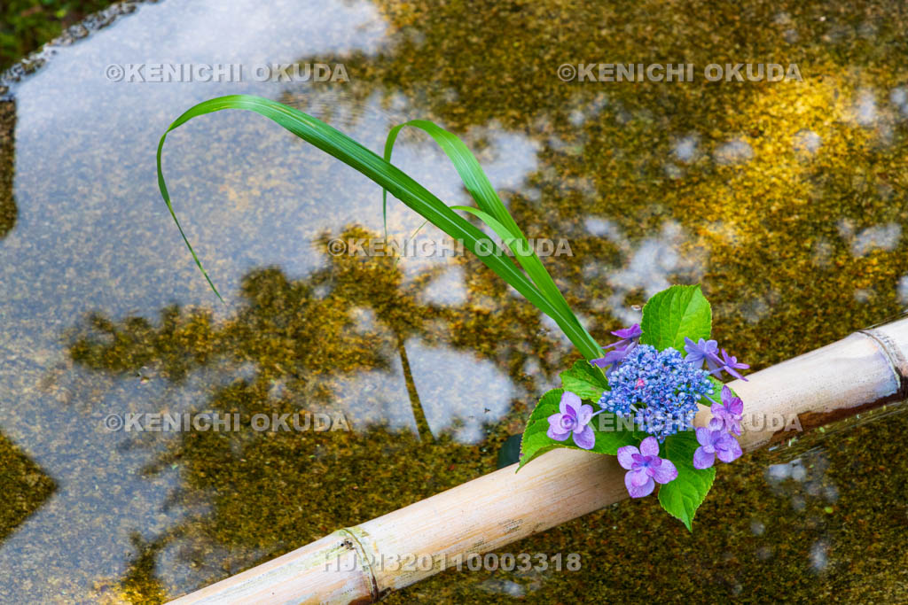 京都府　圓光寺　十牛之庭　花手水