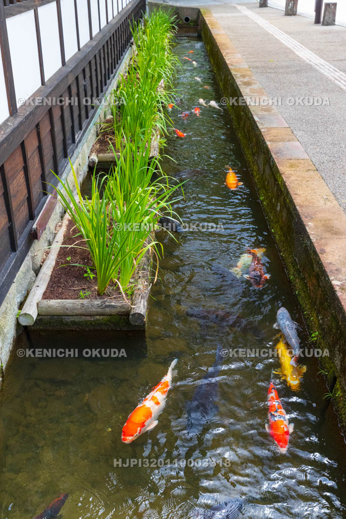 島根県　津和野　殿町通り　掘割