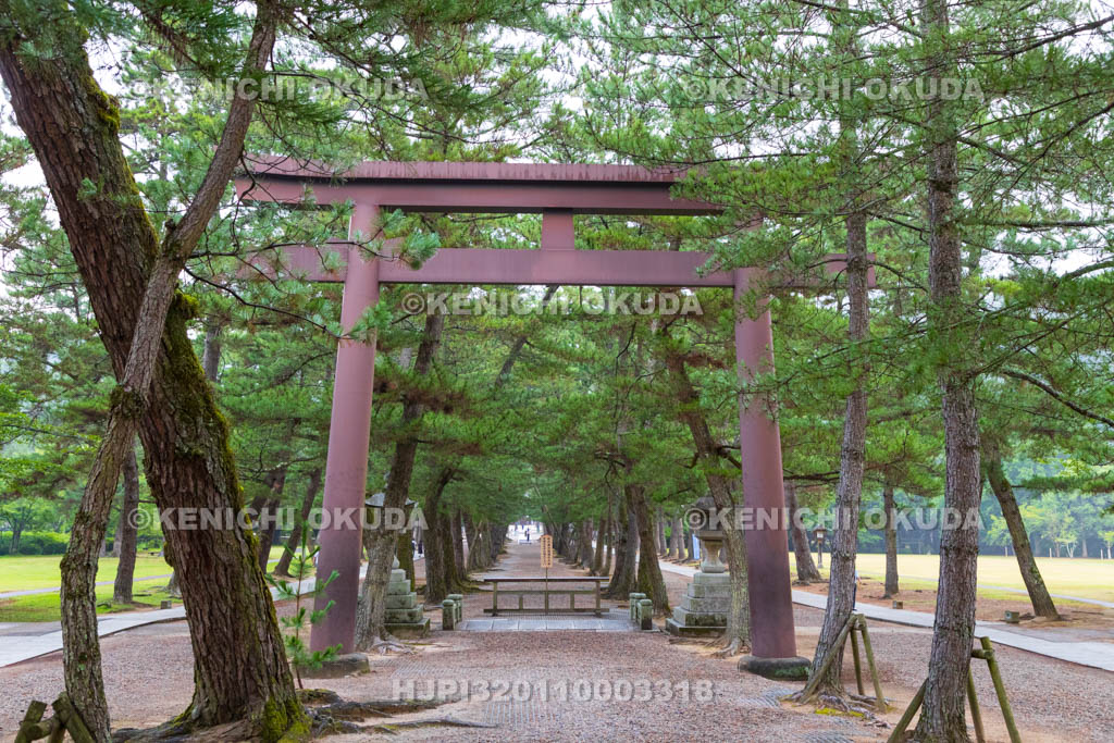 島根県　出雲大社　松の参道の鳥居