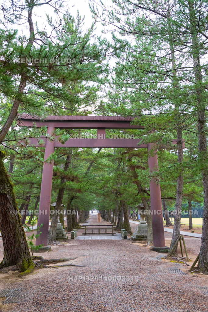 島根県 出雲大社 松の参道の鳥居
