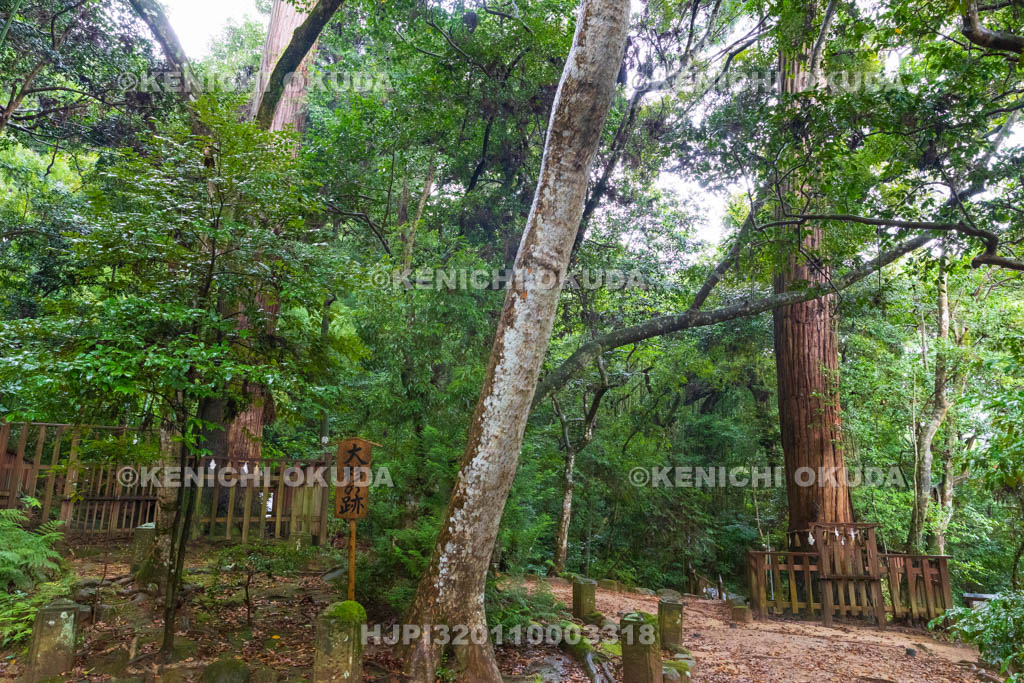 島根県　八重垣神社　夫婦杉