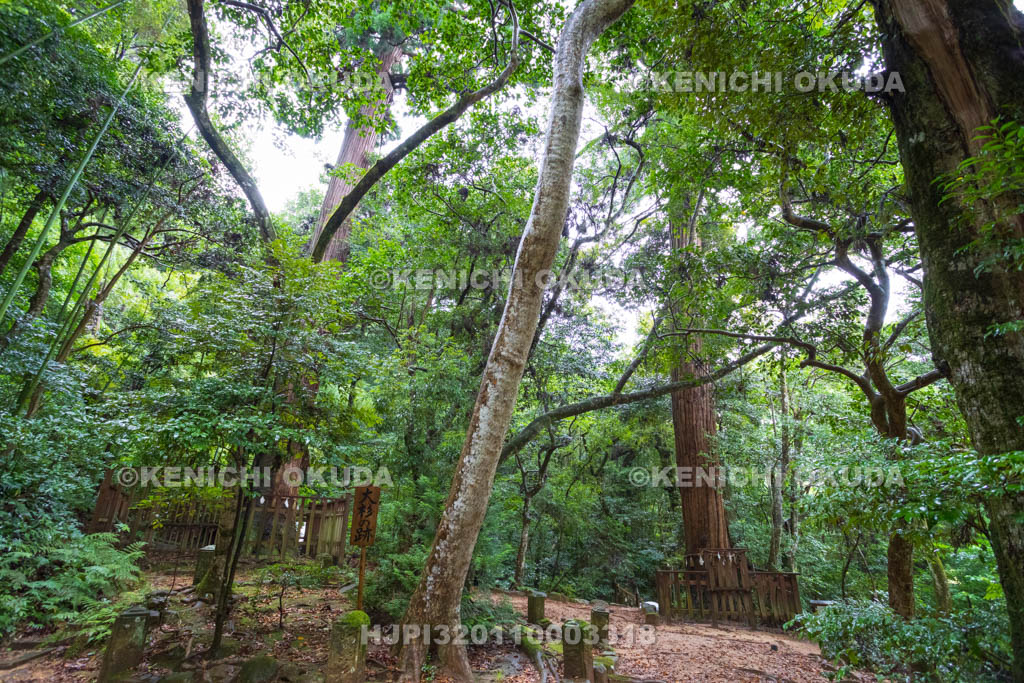 島根県　八重垣神社　夫婦杉