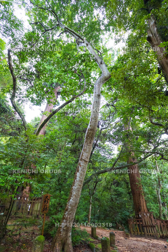 島根県　八重垣神社　夫婦杉