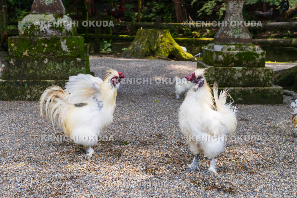 奈良県 石上神宮 神使の鶏