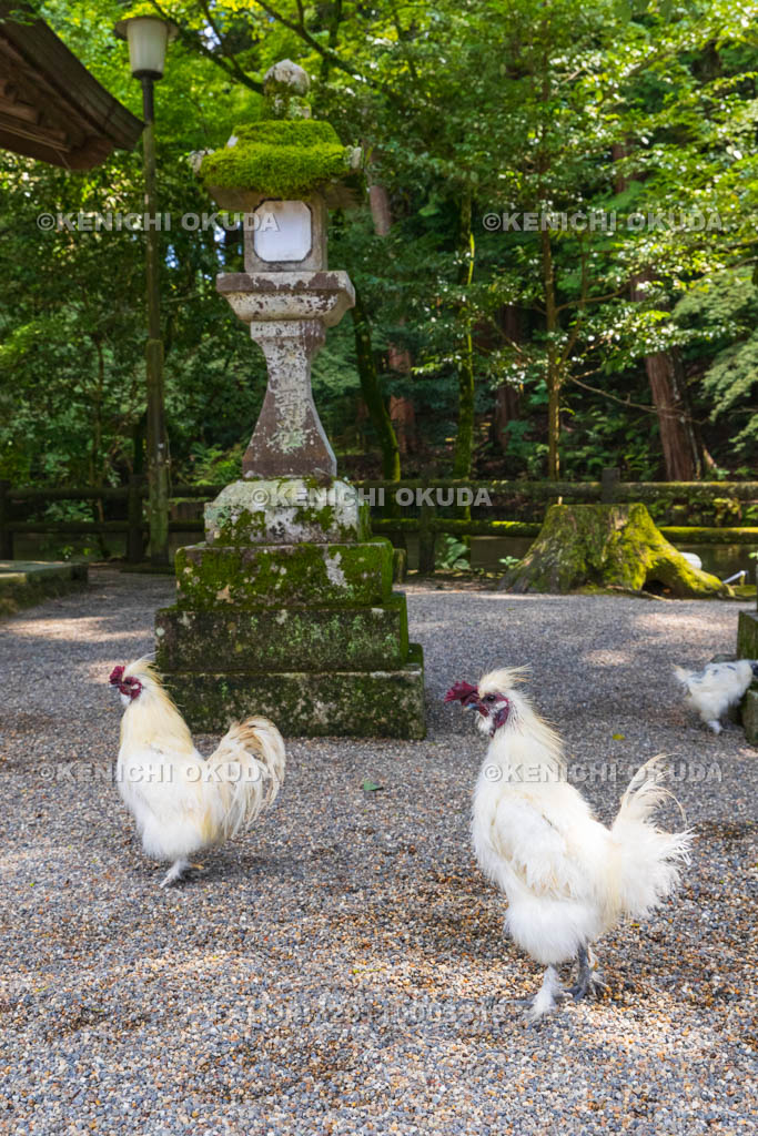 奈良県　石上神宮　神使の鶏