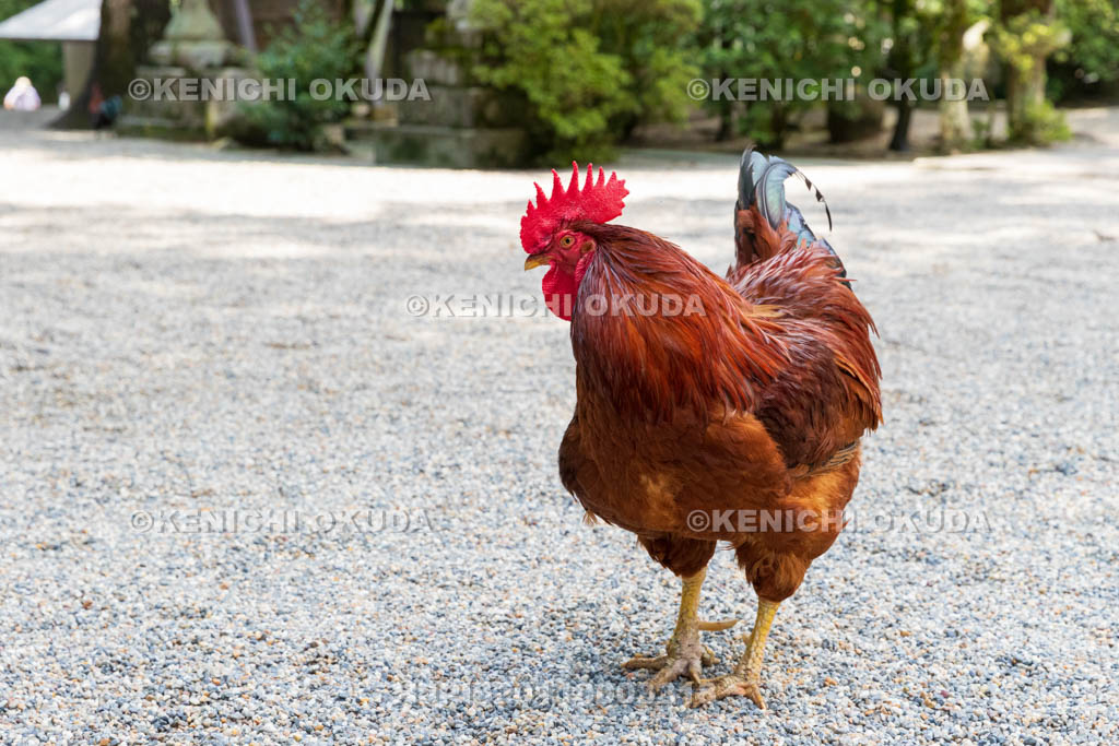 奈良県 石上神宮 神使の鶏