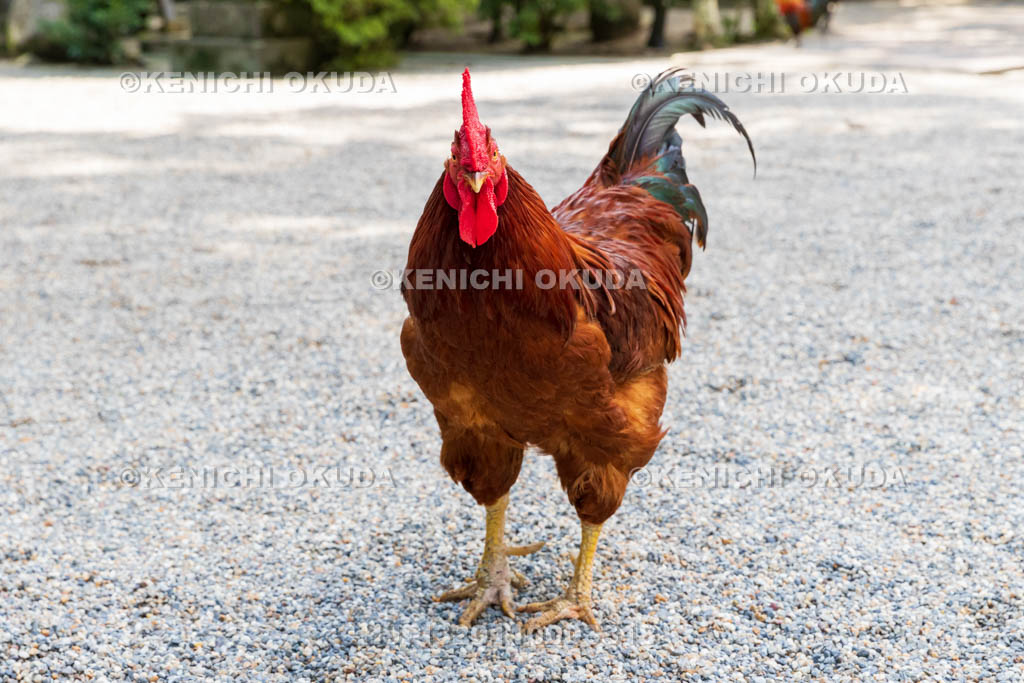 奈良県 石上神宮 神使の鶏