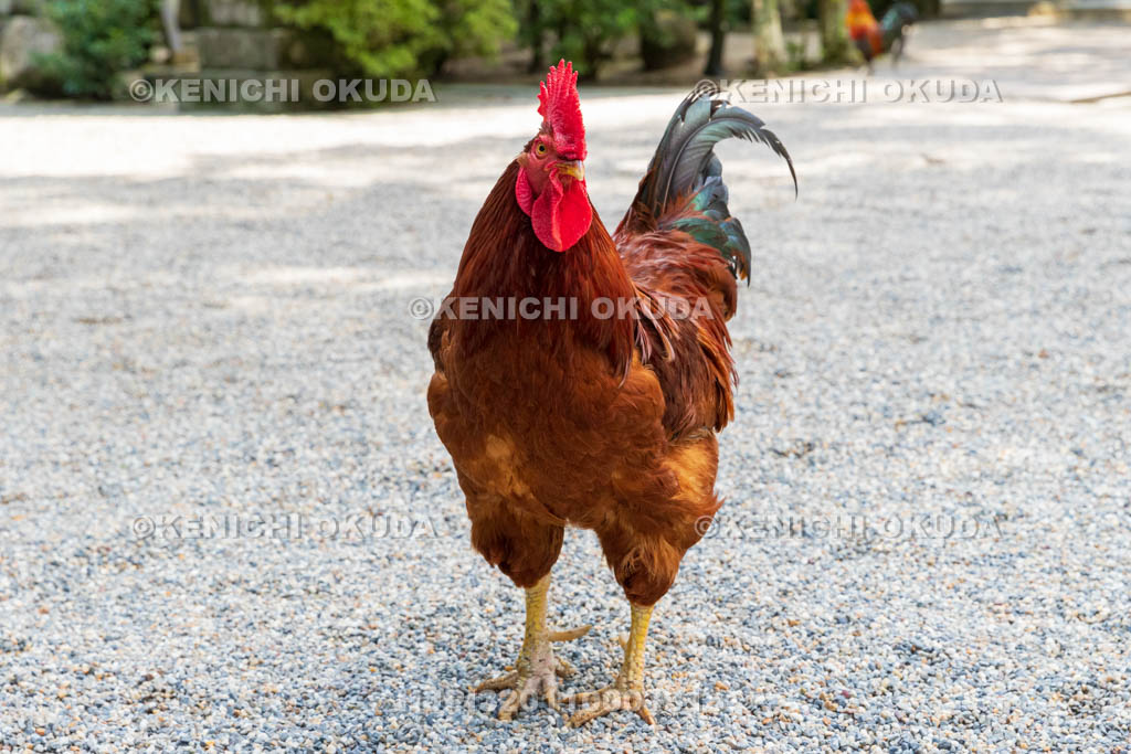 奈良県　石上神宮　神使の鶏