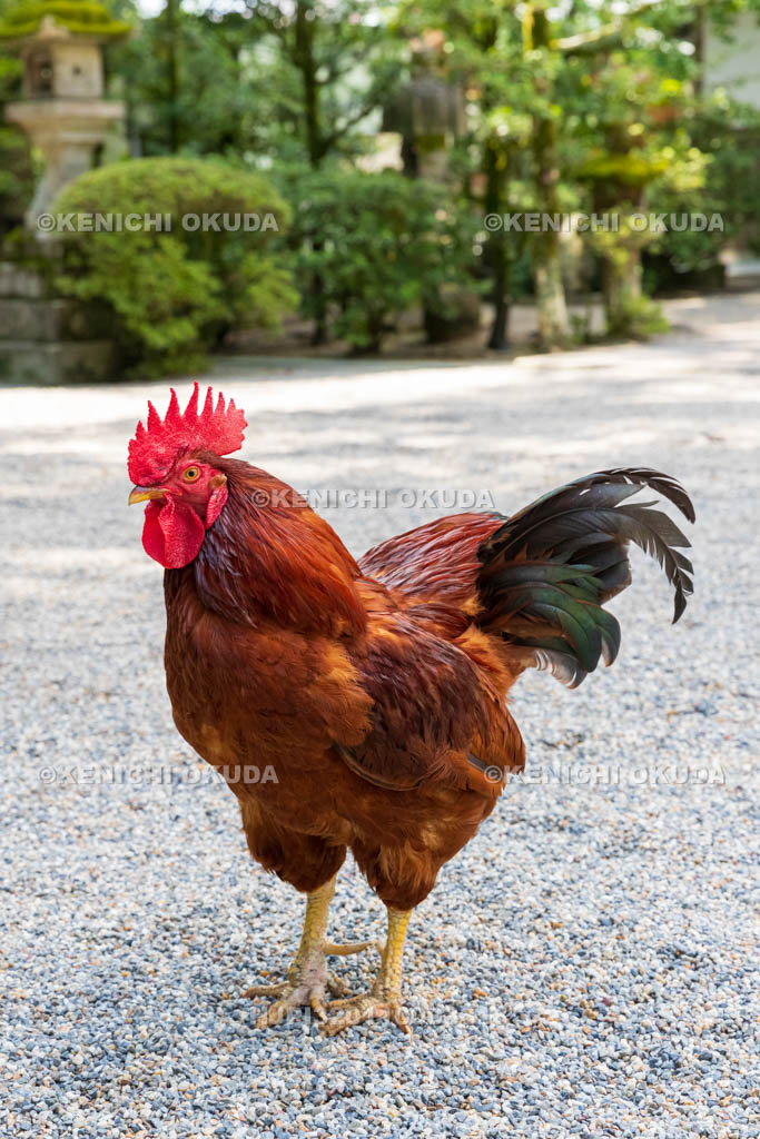 奈良県　石上神宮　神使の鶏