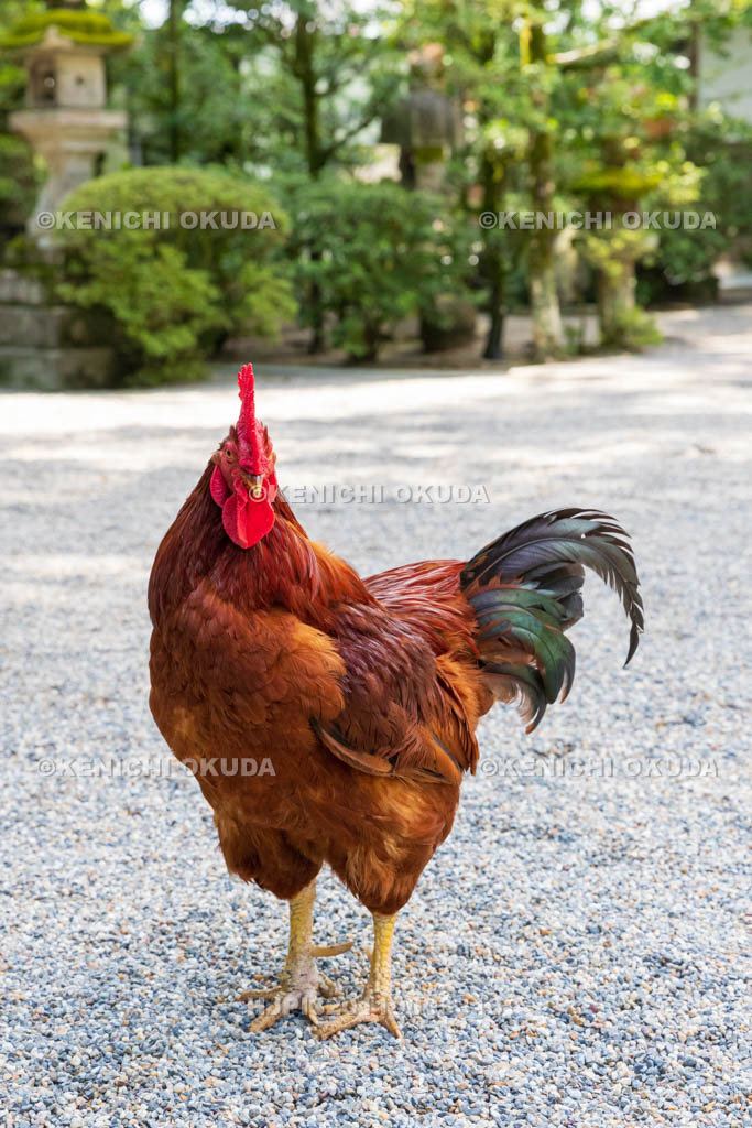 奈良県 石上神宮 神使の鶏