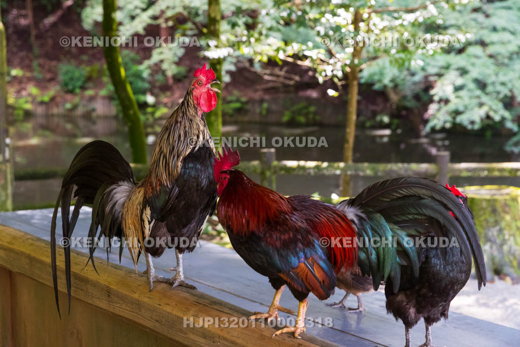 奈良県　石上神宮　神使の鶏