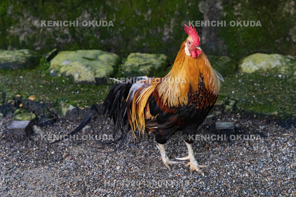 奈良県 石上神宮 神使の鶏