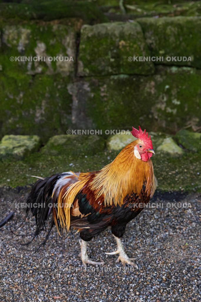 奈良県　石上神宮　神使の鶏