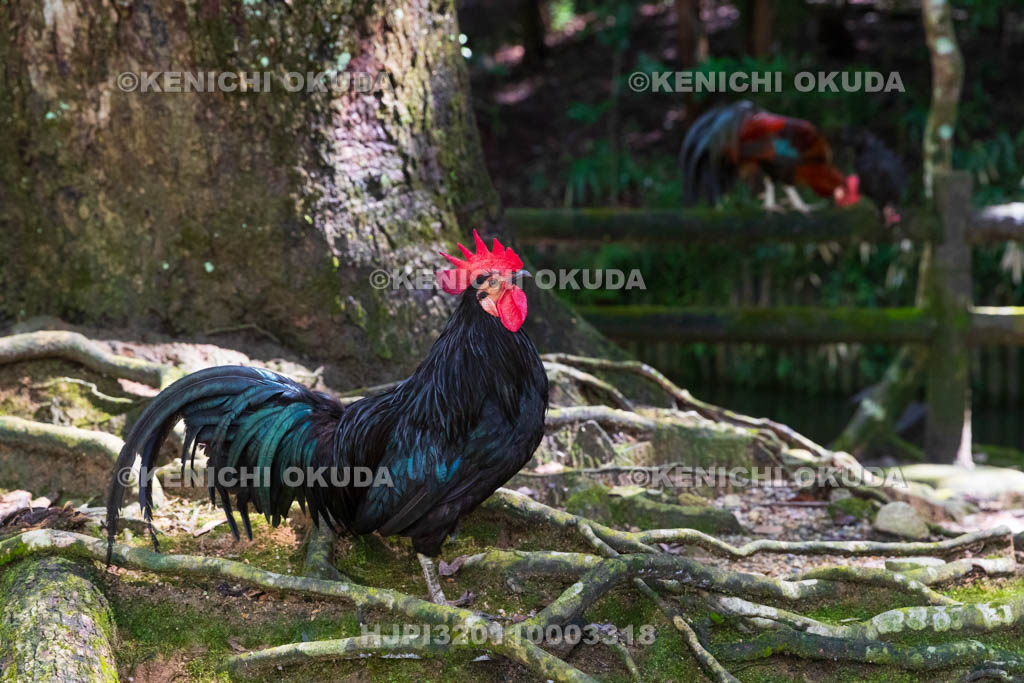 奈良県　石上神宮　神使の鶏