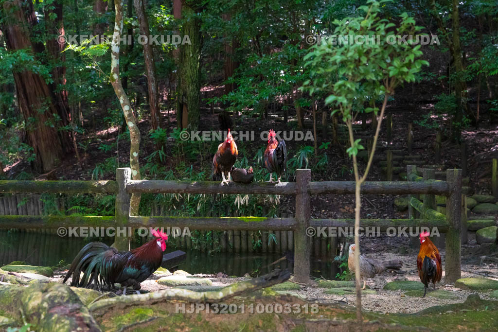 奈良県 石上神宮 神使の鶏