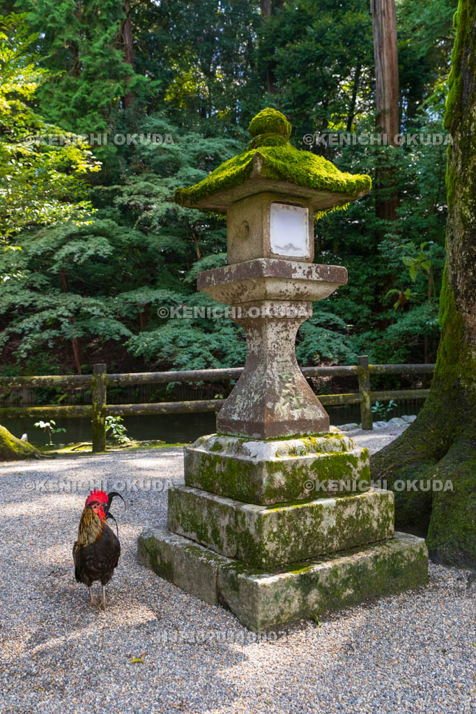 奈良県　石上神宮　神使の鶏