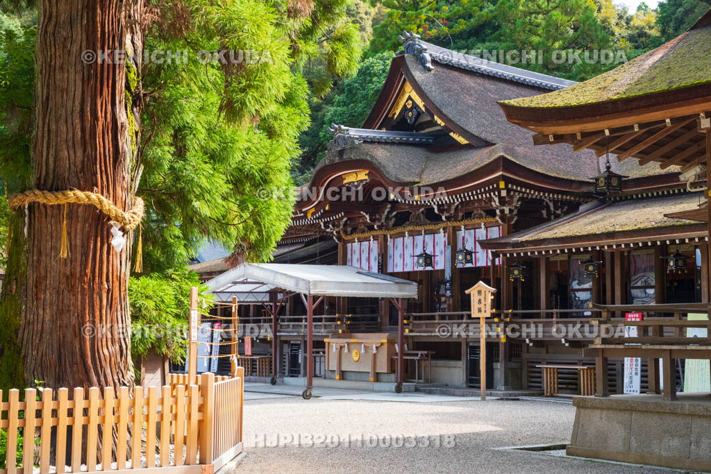 奈良県　大神神社　拝殿（重要文化財）と巳の神杉