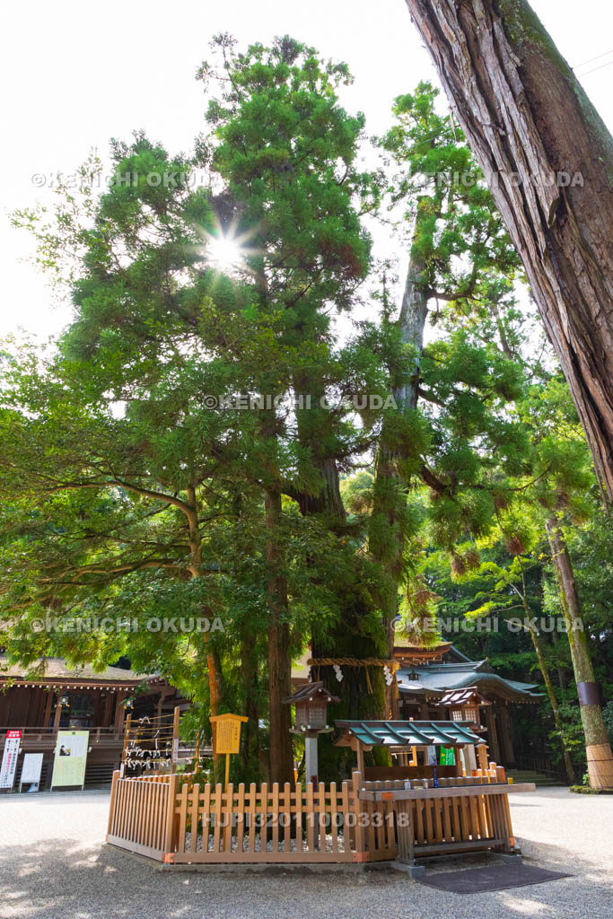 奈良県　大神神社　巳の神杉