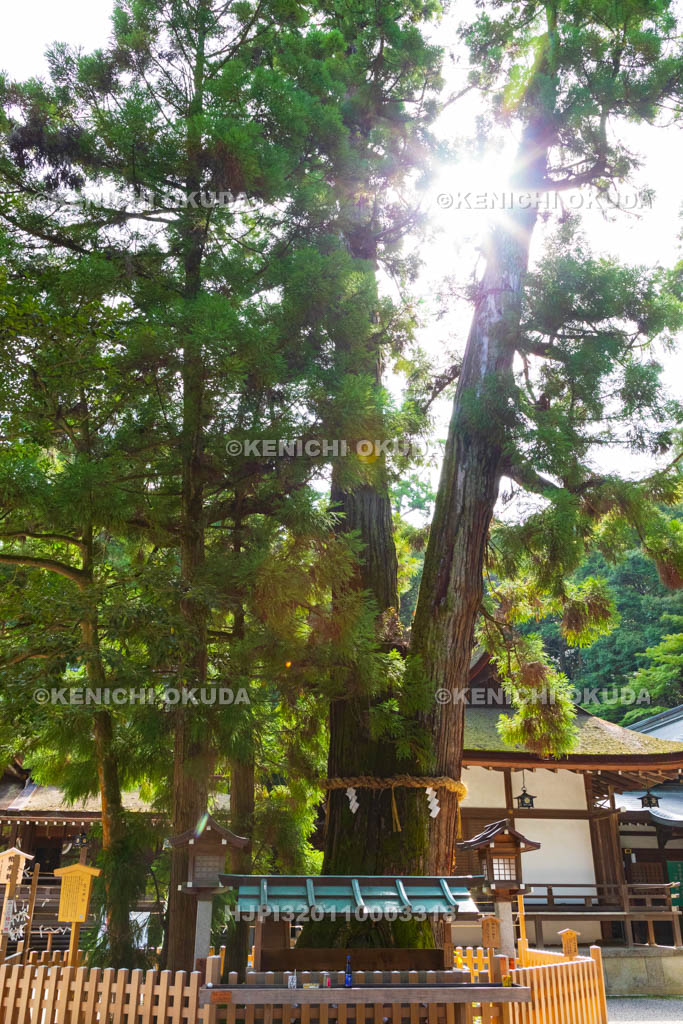 奈良県　大神神社　巳の神杉
