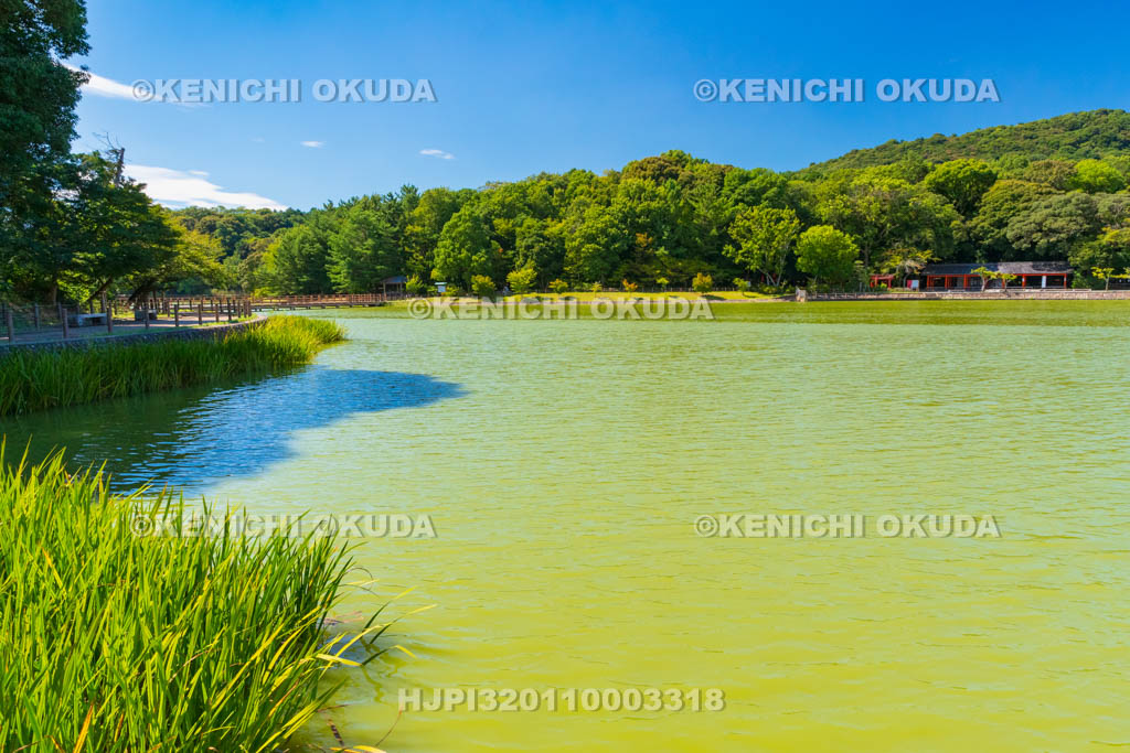 奈良県　橿原神宮　深田池