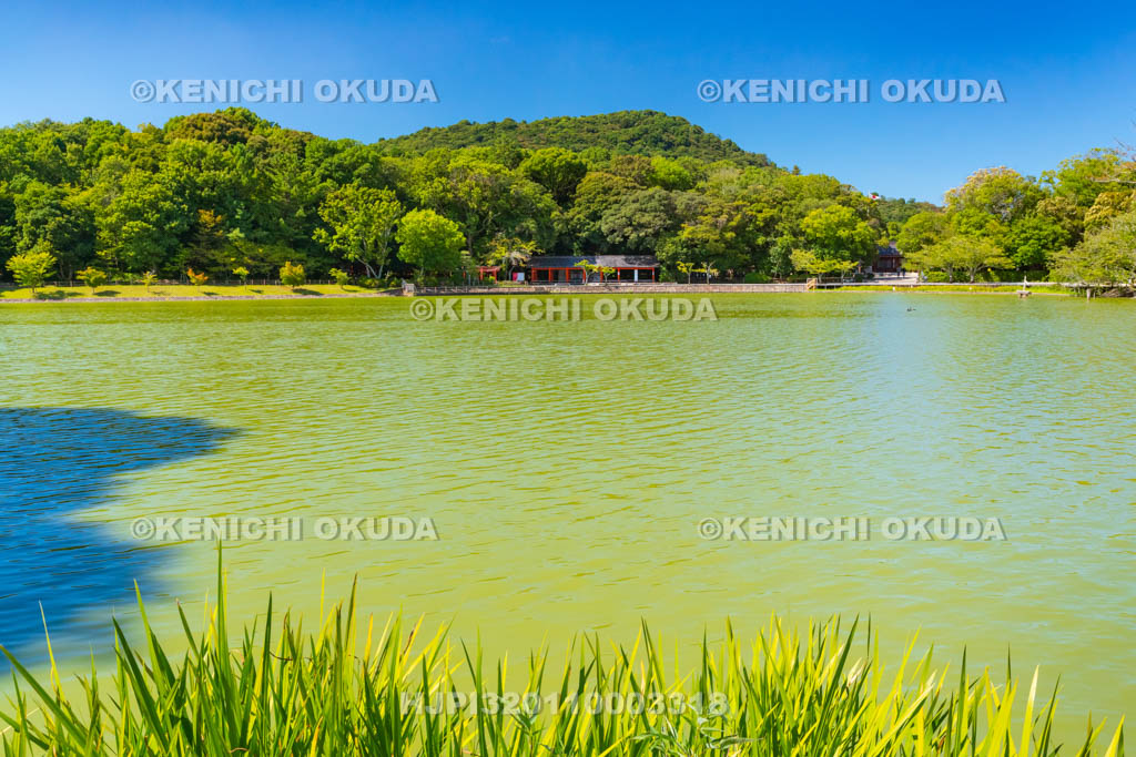 奈良県　橿原神宮　深田池
