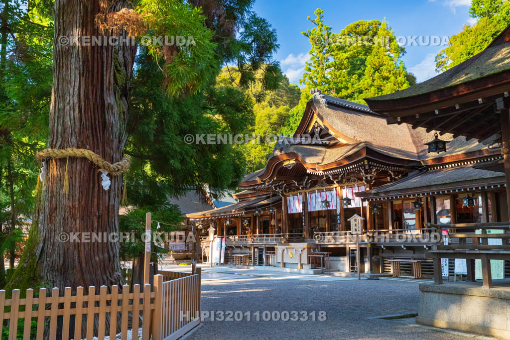 奈良県 大神神社 拝殿(重要文化財)と巳の神杉