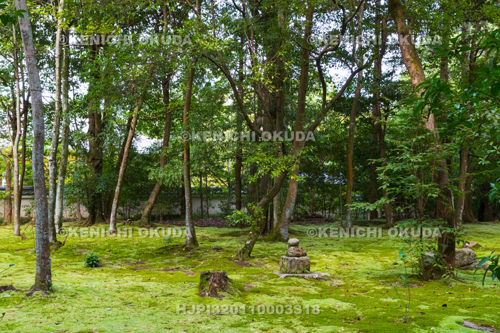 奈良県　秋篠寺　苔庭　金堂跡
