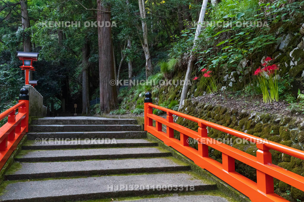 京都府　鞍馬寺　彼岸花咲く九十九折（つづらおり）参道　万栄橋付近