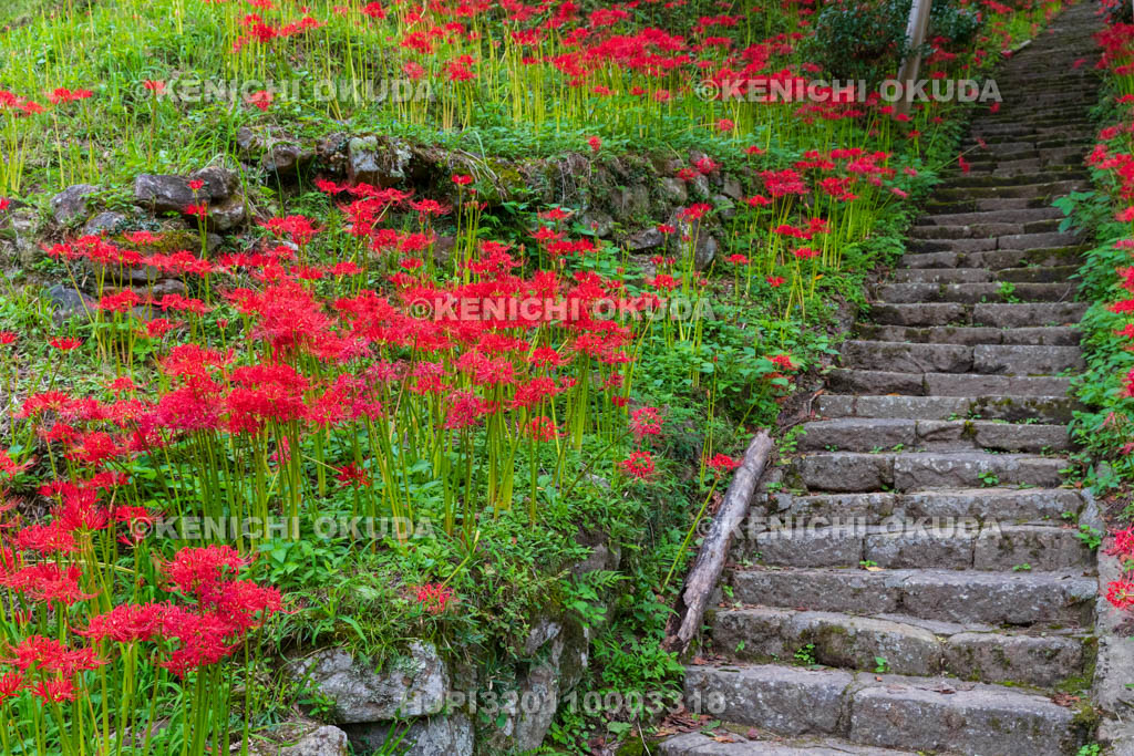 奈良県　佛隆寺　参道の彼岸花