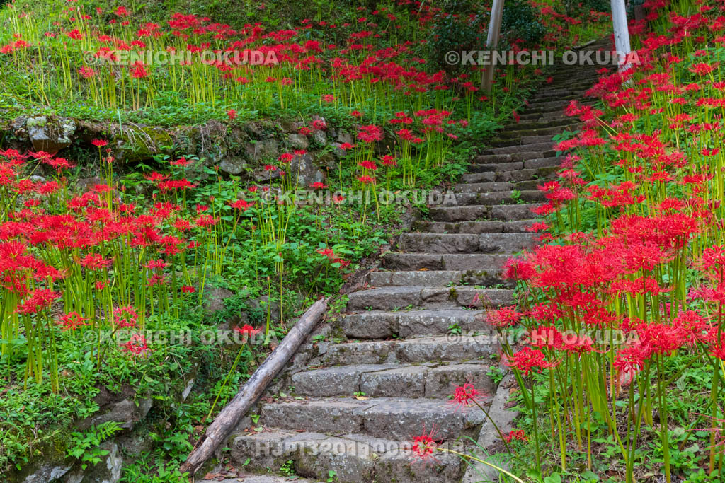 奈良県　佛隆寺　参道の彼岸花