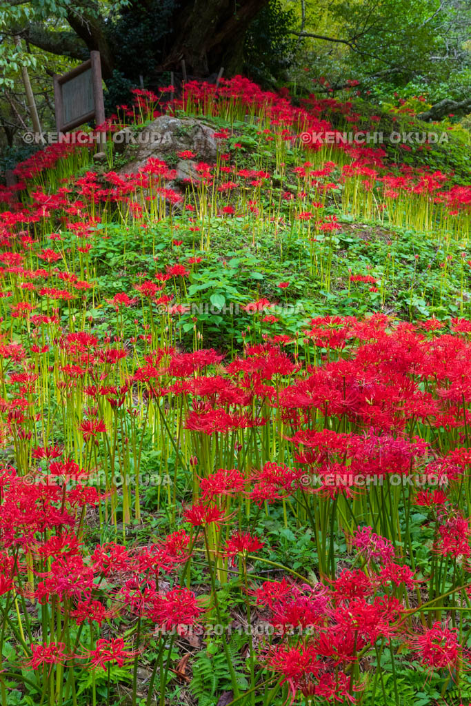 奈良県 佛隆寺 参道の彼岸花