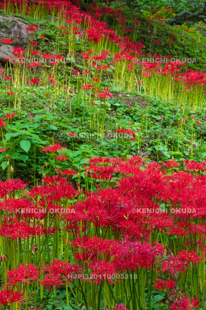 奈良県　佛隆寺　参道の彼岸花
