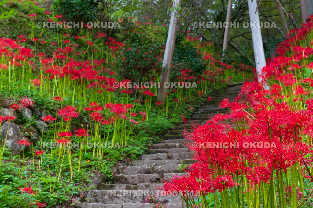 奈良県　佛隆寺　参道の彼岸花