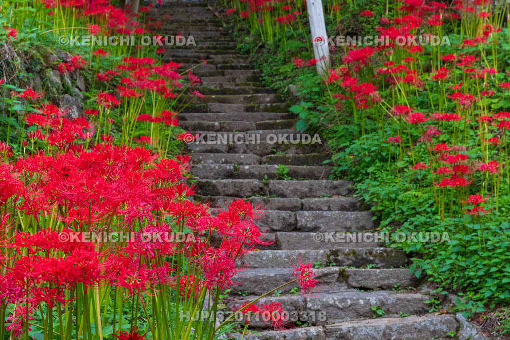 奈良県 佛隆寺 参道の彼岸花