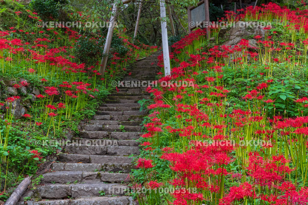 奈良県 佛隆寺 参道の彼岸花